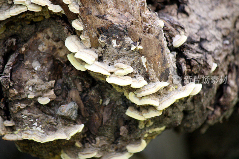 倒下的树上的支架或架子上的真菌:(图片来源:Sanjiv Shukla)